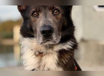 liebevoller Schäferhund- Mix Jack