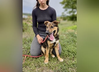 Liebenswerter Schäfi Mix Hundejunge, 6Mon.,, rundum verträglich