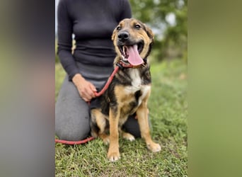 Liebenswerter Schäfi Mix Hundejunge, 6Mon.,, rundum verträglich