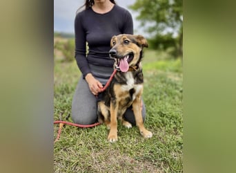 Liebenswerter Schäfi Mix Hundejunge, 6Mon.,, rundum verträglich
