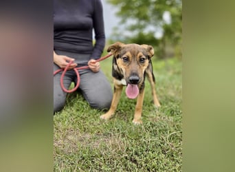Liebenswerter Schäfi Mix Hundejunge, 6Mon.,, rundum verträglich