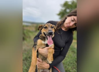 Liebenswerter Schäfi Mix Hundejunge, 6Mon.,, rundum verträglich