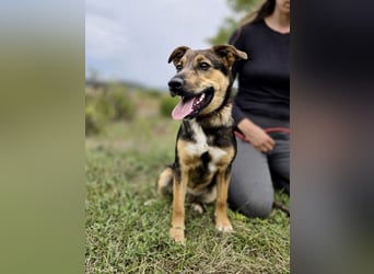Liebenswerter Schäfi Mix Hundejunge, 6Mon.,, rundum verträglich