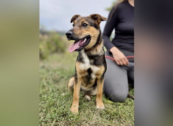 Liebenswerter Schäfi Mix Hundejunge, 6Mon.,, rundum verträglich