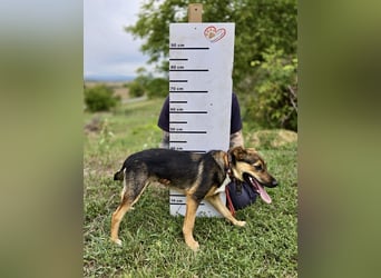 Liebenswerter Schäfi Mix Hundejunge, 6Mon.,, rundum verträglich