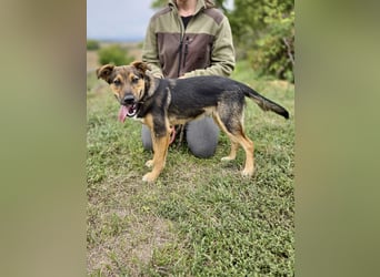 Liebenswerter Schäfi Mix Hundejunge, 6Mon.,, rundum verträglich