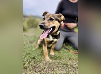 Liebenswerter Schäfi Mix Hundejunge, 6Mon.,, rundum verträglich
