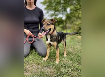 Liebenswerter Schäfi Mix Hundejunge, 6Mon.,, rundum verträglich