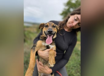 Liebenswerter Schäfi Mix Hundejunge, 6Mon.,, rundum verträglich