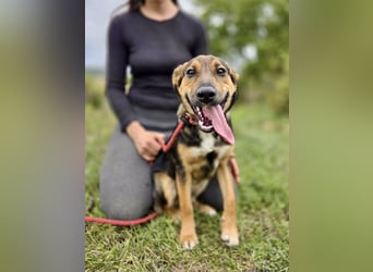 Liebenswerter Schäfi Mix Hundejunge, 6Mon.,, rundum verträglich