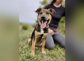 Liebenswerter Schäfi Mix Hundejunge, 6Mon.,, rundum verträglich