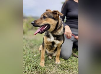 Liebenswerter Schäfi Mix Hundejunge, 6Mon.,, rundum verträglich