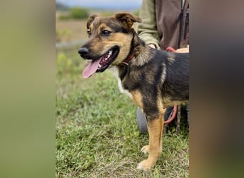 Liebenswerter Schäfi Mix Hundejunge, 6Mon.,, rundum verträglich