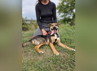 Liebenswerter Schäfi Mix Hundejunge, 6Mon.,, rundum verträglich