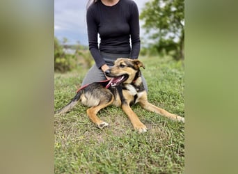 Liebenswerter Schäfi Mix Hundejunge, 6Mon.,, rundum verträglich