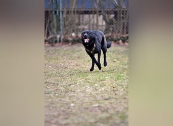 FIETE ist klug, freundlich und mutig!