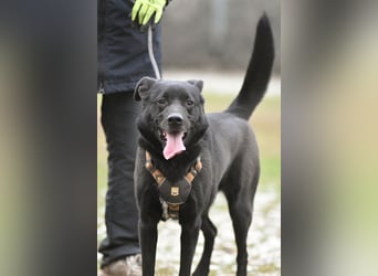 FIETE ist klug, freundlich und mutig!