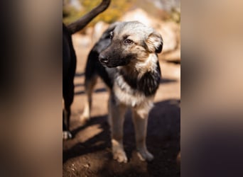 Schäfi-Mix Rüde Max ❤️ verspielt, verschmust + aktiv