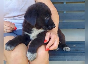 Tommy ❤️ fröhlich, sozial & verspielt!
