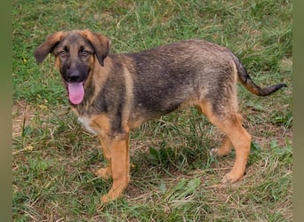 Schäfi-Mix GAUNER❤️tapsiger, verspielter Hundebub sucht seine Familie