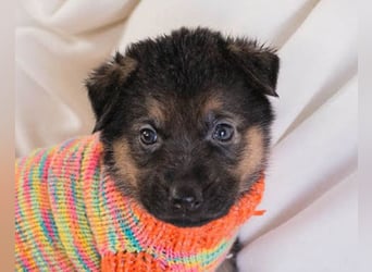 Bueno ❤️ zuckersüßer, junger Schäfi-Mix