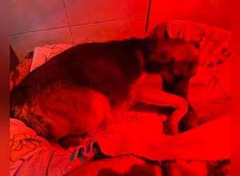 Bueno ❤️ zuckersüßer, junger Schäfi-Mix