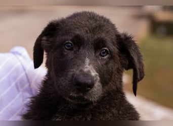 Schäfi-Mix-Bub ♥ Jasper ♥ aktiv, lustig, lieb