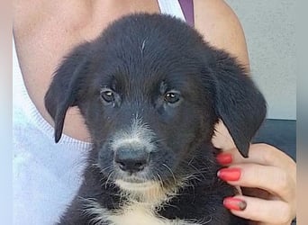 Taya ❤️ frohes, neugieriges Welpenmädl