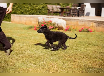 Welpe ♥Cosmo♥ kleiner charmanter Schäfi-Mix-Bub