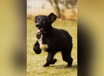 Süße junge ♥Sienna♥ Schäfi-Mix-Schnute