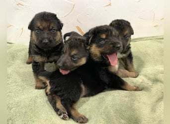 Bueno ❤️ zuckersüßer, junger Schäfi-Mix