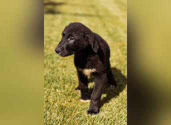 Schmusebub ♥Cosmo♥ charmanter Schäfi-Mix-Hundejunge