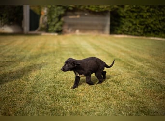 Süße junge ♥Sienna♥ Schäfi-Mix-Schnute