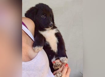 Schäfi-Mix-Welpin ♥Eliana♥ sucht Liebe