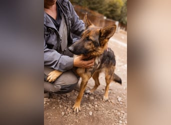 ♥ Nora ♥ Schäfi-Mix-Junghündin; ruhig, lieb und sehr sozial