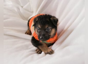 Bueno ❤️ zuckersüßer, junger Schäfi-Mix