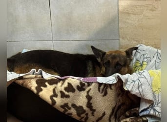 Bueno ❤️ zuckersüßer, junger Schäfi-Mix