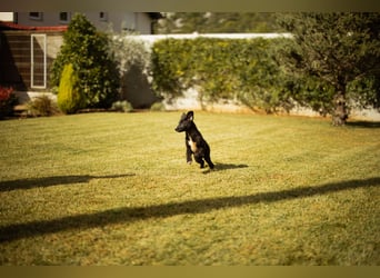 Taya ❤️ frohes, neugieriges Welpenmädl