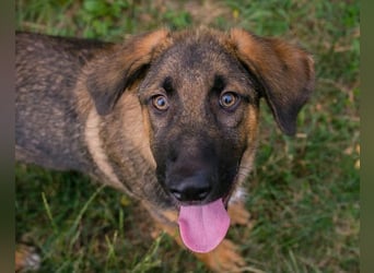 Schäfi-Mix GAUNER❤️tapsiger, verspielter Hundebub sucht seine Familie