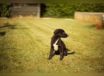 Taya ❤️ frohes, neugieriges Welpenmädl