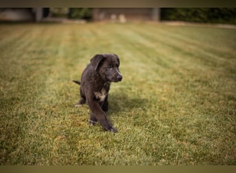 Schäfi-Mix-Bub ♥ Jasper ♥ aktiv, lustig, lieb