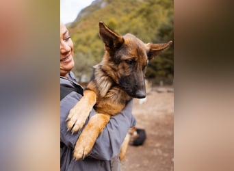 ♥ Nora ♥ Schäfi-Mix-Junghündin; ruhig, lieb und sehr sozial
