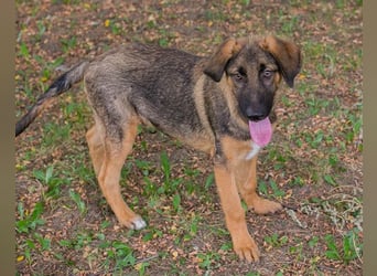 Schäfi-Mix GAUNER❤️tapsiger, verspielter Hundebub sucht seine Familie