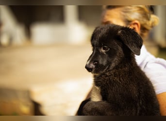 Taya ❤️ frohes, neugieriges Welpenmädl