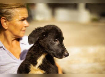 Taya ❤️ frohes, neugieriges Welpenmädl