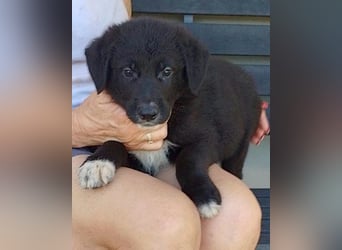 Schmusebub ♥Cosmo♥ charmanter Schäfi-Mix-Hundejunge