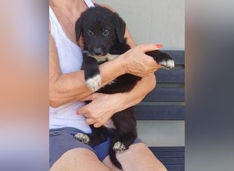 Welpe ♥ Cosmo ♥ charmanter Schäfi-Mix-Bub