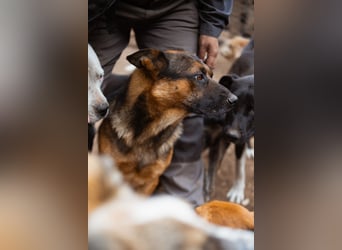 Schäfi-Mix Kubi - ein freundlich-kluger, lieber Fell-Geselle