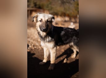 Schäfi-Mix Rüde Max ❤️ verspielt, verschmust + aktiv