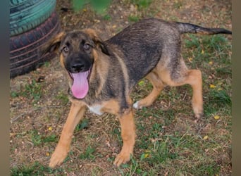 Schäfi-Mix GAUNER❤️tapsiger, verspielter Hundebub sucht seine Familie